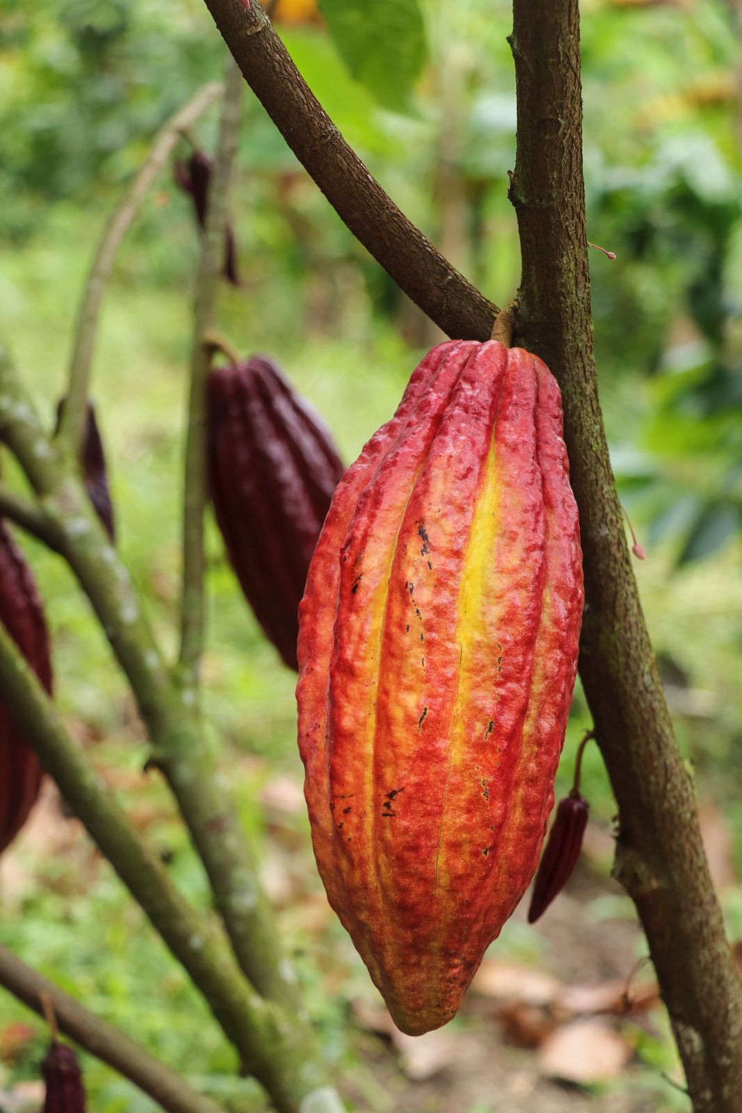 Programa de Cacao - Imagen 5