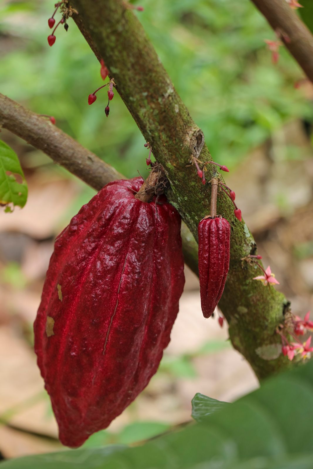 Programa de Cacao - Imagen 3