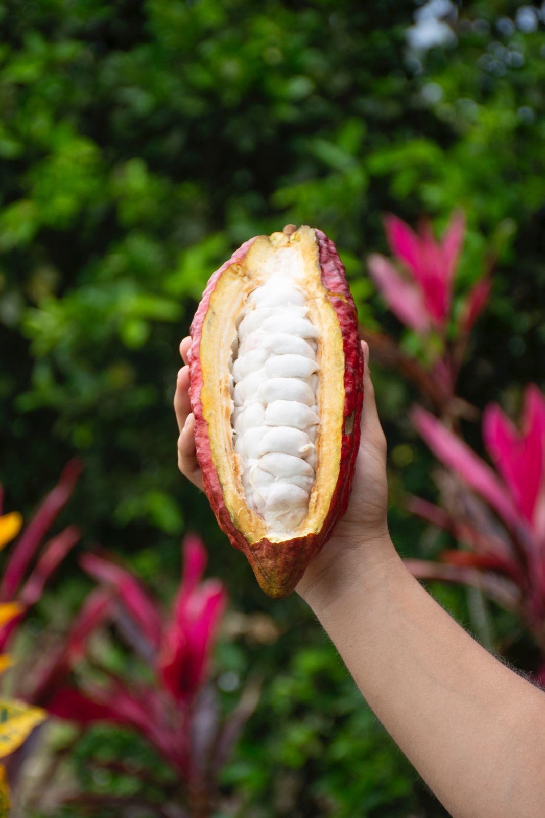 Programa de Cacao - Imagen 2