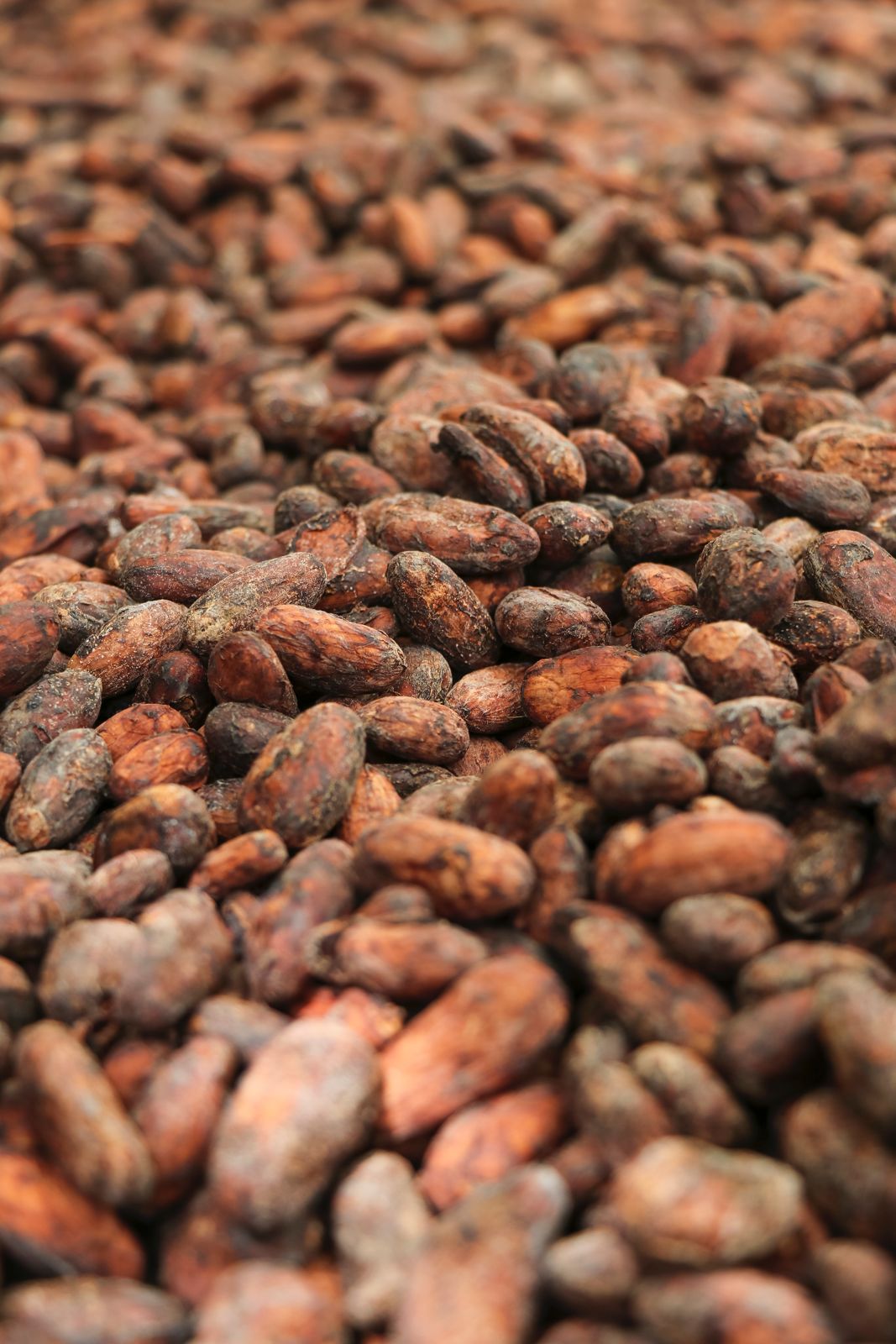 Programa de Cacao - Imagen 4