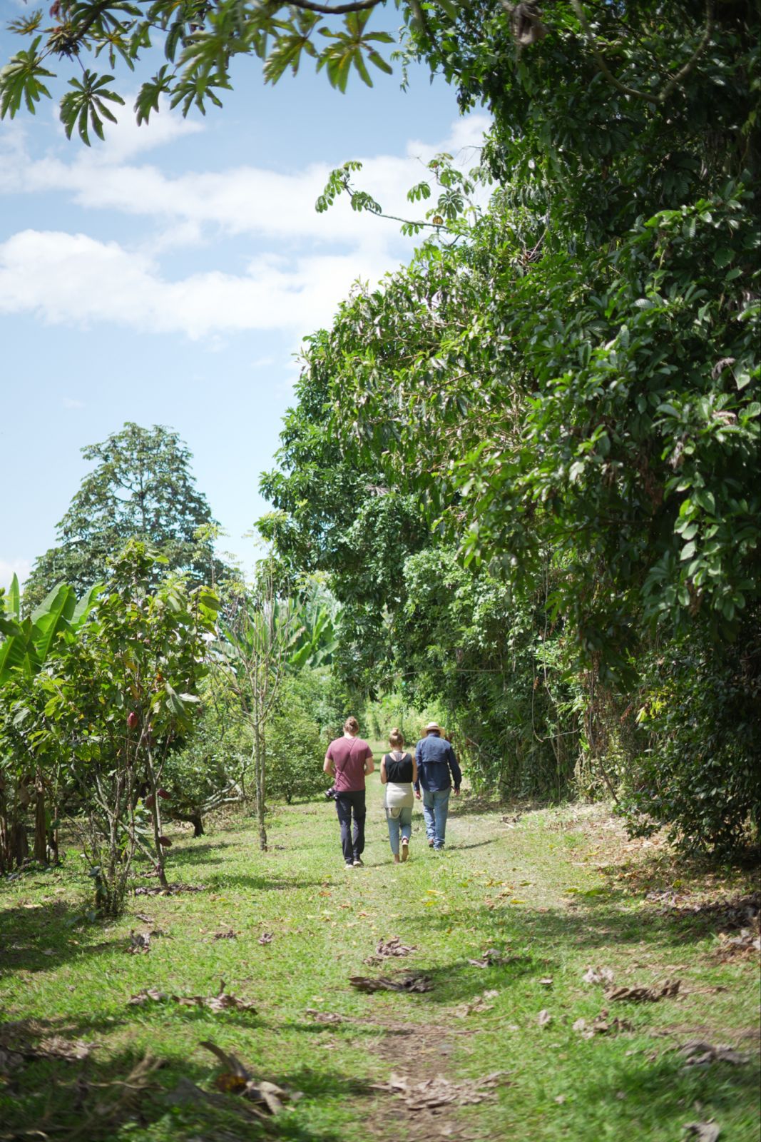 Programa de Cacao - Imagen 7