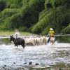 vaqueros en el rio