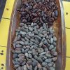proceso del cacao