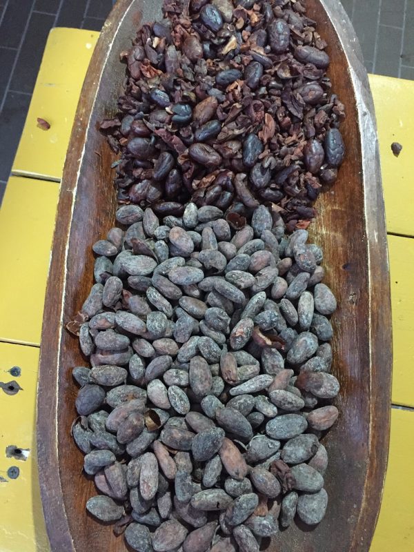 proceso del cacao