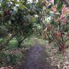 plantas de cacao