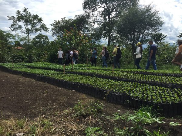 finca cafetera