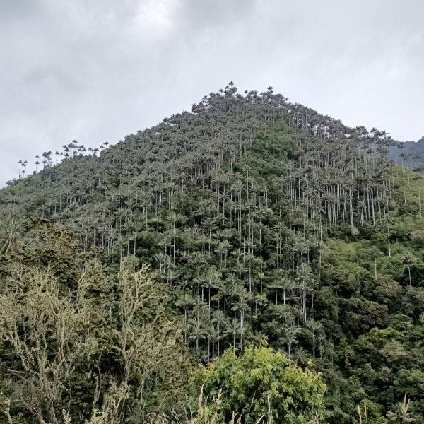 paisaje de palmas de cera