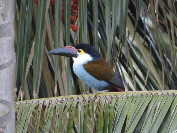 fauna en el santuario de palma de cera