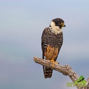 águila Calarcá