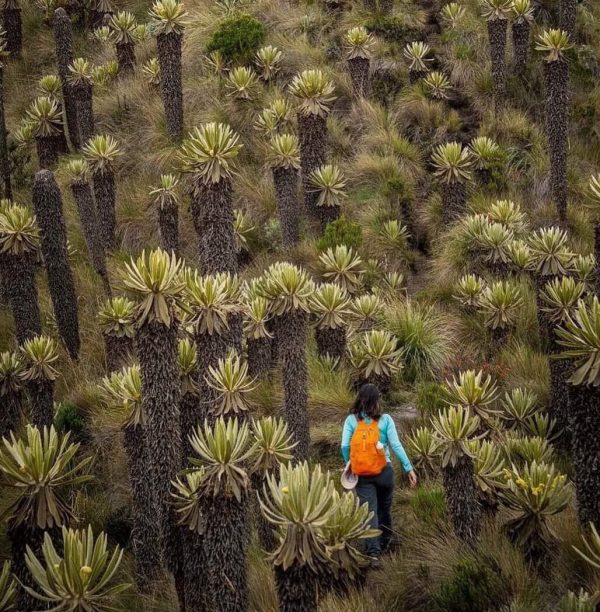 frailejones de murillo tolima