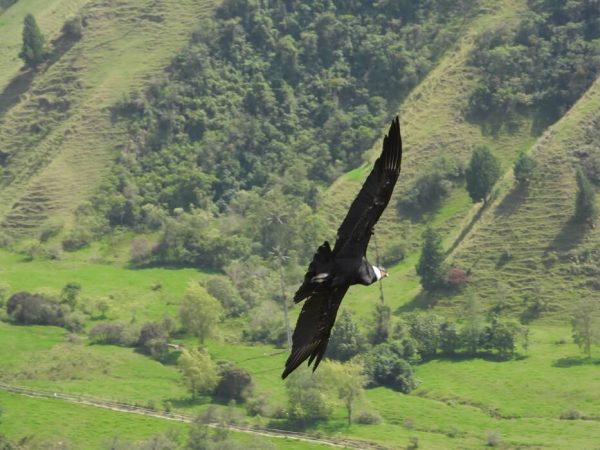 tour compartido aguila