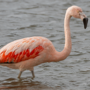 Aviario Nacional Colombia