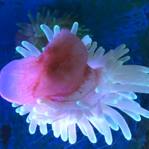 Mundo Marino Acuario Santa Marta