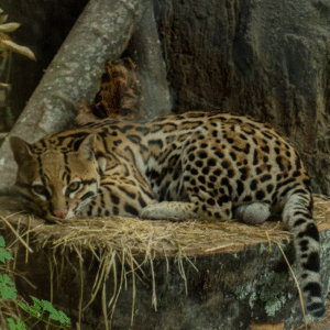 Parque temático Ukumarí